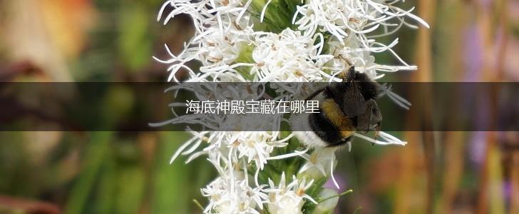 海底神殿宝藏在哪里,第1张