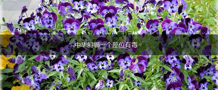 中华鲟哪一个部位有毒,第1张