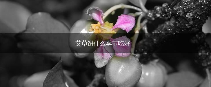 艾草饼什么季节吃好,第1张