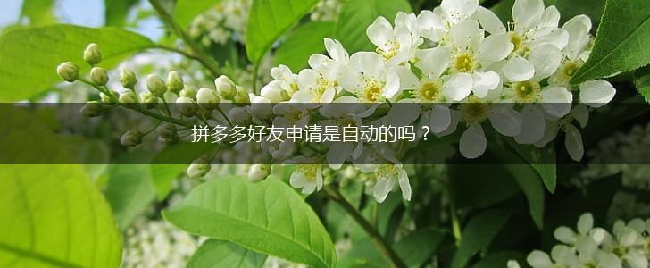 拼多多好友申请是自动的吗？,第1张