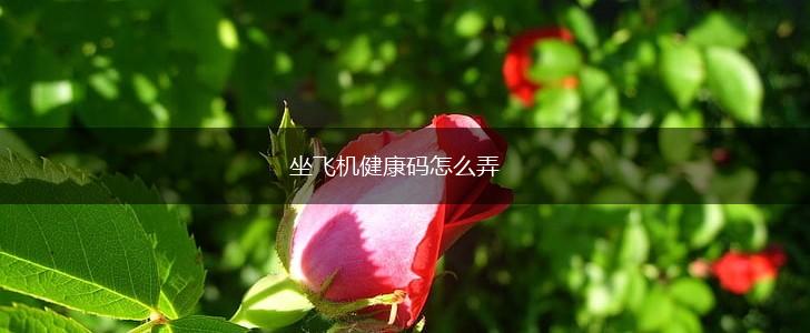 坐飞机健康码怎么弄,第1张