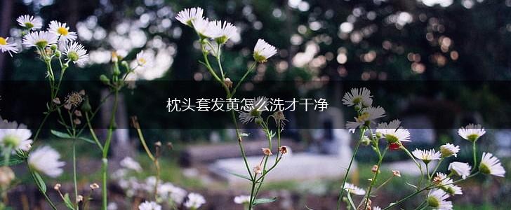 枕头套发黄怎么洗才干净,第1张