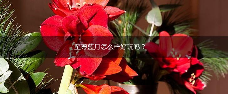 至尊蓝月怎么样好玩吗？,第1张