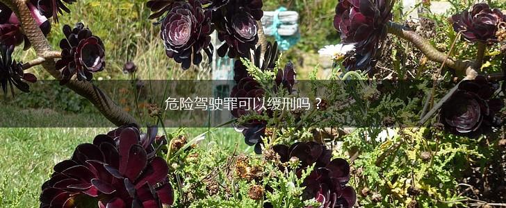 危险驾驶罪可以缓刑吗？,第1张