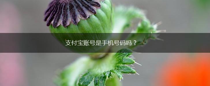 支付宝账号是手机号码吗？,第1张