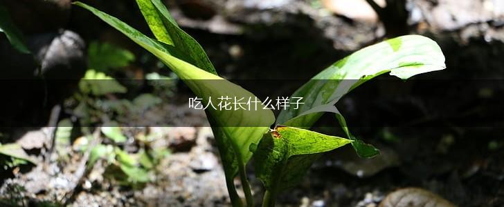 吃人花长什么样子,第1张