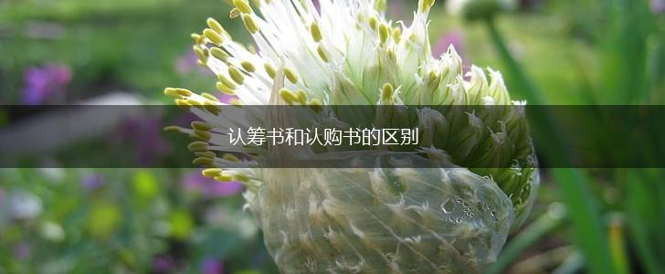 认筹书和认购书的区别,第1张