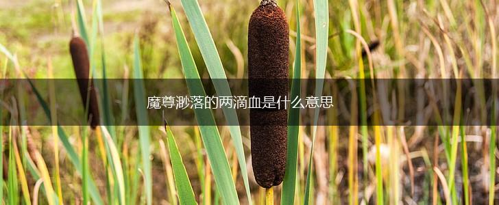 魔尊渺落的两滴血是什么意思,第1张