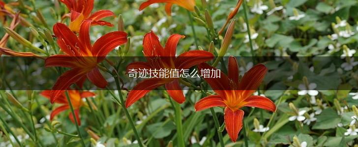 奇迹技能值怎么增加,第1张
