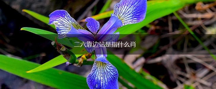 二六靠边站是指什么肖,第1张