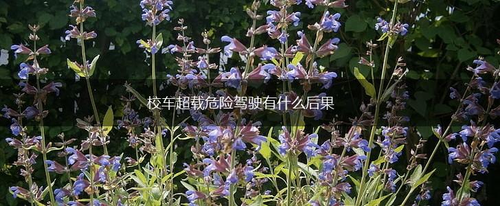 校车超载危险驾驶有什么后果,第1张