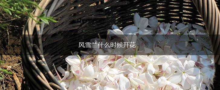 风雪兰什么时候开花,第1张