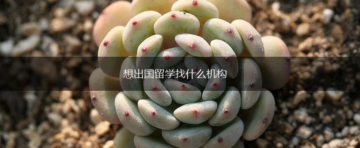 想出国留学找什么机构,第1张