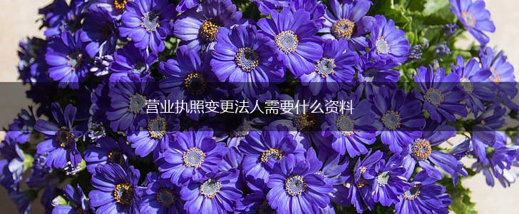 营业执照变更法人需要什么资料,第1张