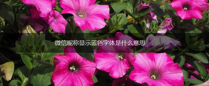 微信昵称显示蓝色字体是什么意思,第1张