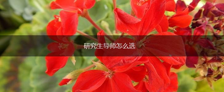研究生导师怎么选,第1张