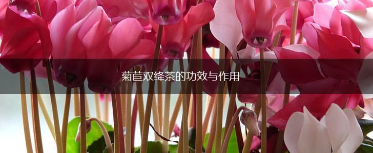菊苣双绛茶的功效与作用,第1张