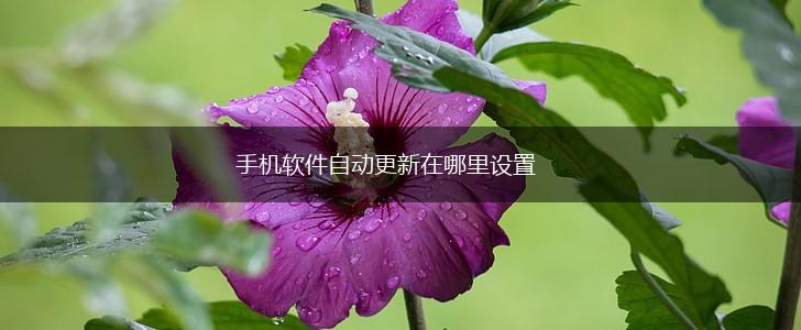 手机软件自动更新在哪里设置,第1张