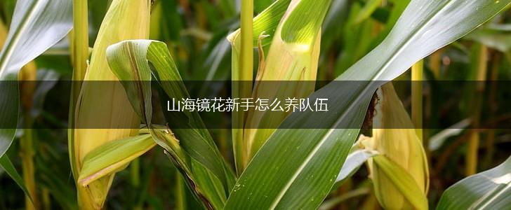 山海镜花新手怎么养队伍,第1张