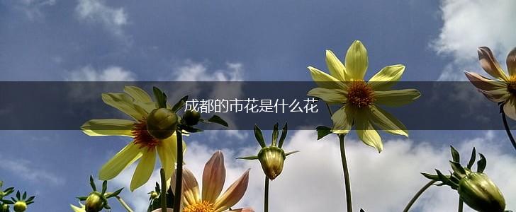 成都的市花是什么花,第1张