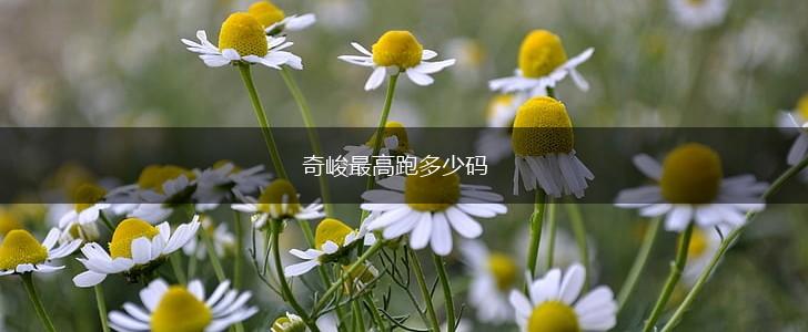 奇峻最高跑多少码,第1张