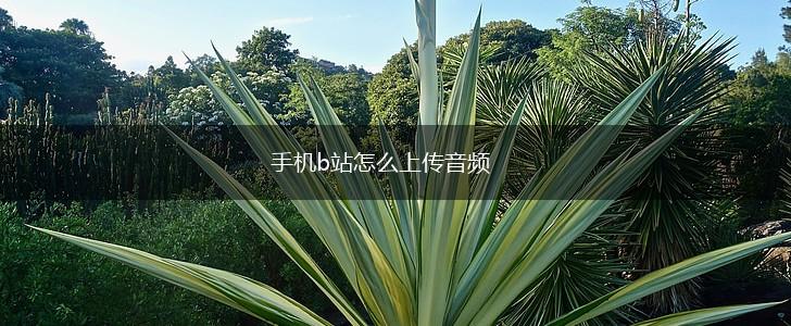 手机b站怎么上传音频,第1张