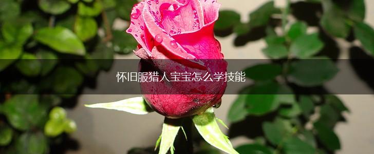 怀旧服猎人宝宝怎么学技能,第1张