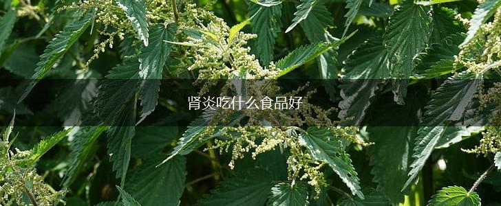 肾炎吃什么食品好,第1张