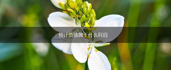 预计负债属于什么科目,第1张 预计负债属于什么科目,第1张