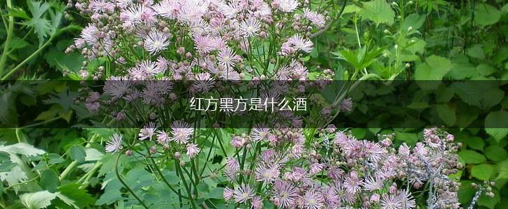 红方黑方是什么酒,第1张