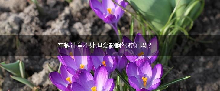 车辆违章不处理会影响驾驶证吗？,第1张
