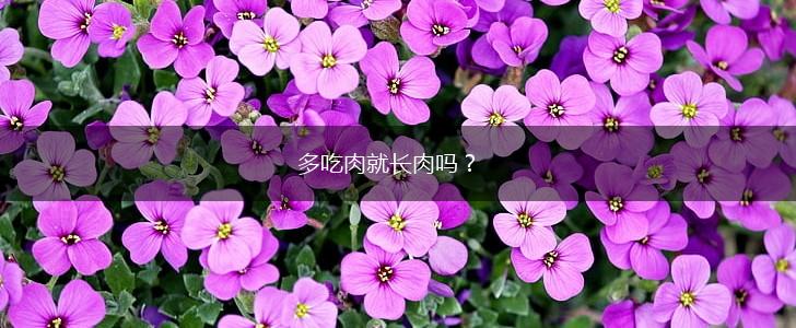 多吃肉就长肉吗？,第1张