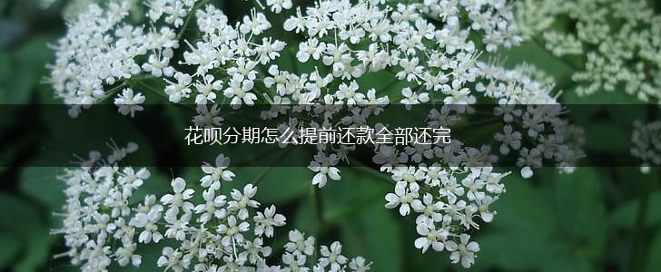 花呗分期怎么提前还款全部还完,第1张
