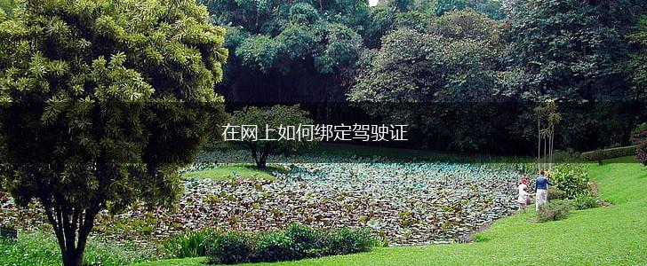 在网上如何绑定驾驶证,第1张