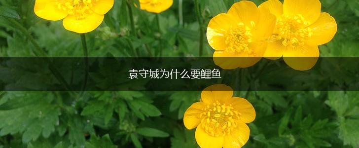 袁守城为什么要鲤鱼,第1张