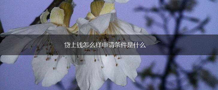 贷上钱怎么样申请条件是什么,第1张