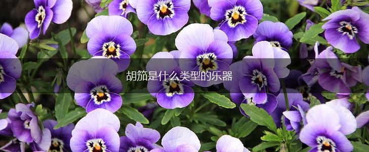 胡笳是什么类型的乐器,第1张