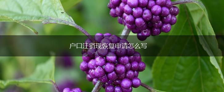 户口注销现恢复申请怎么写,第1张