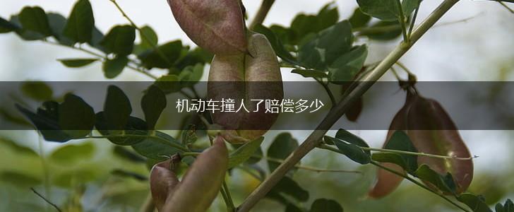 机动车撞人了赔偿多少,第1张