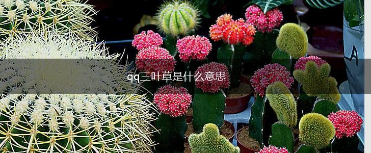qq三叶草是什么意思,第1张