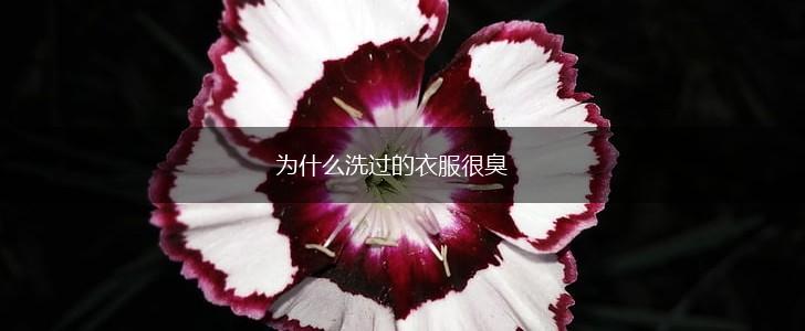 为什么洗过的衣服很臭,第1张