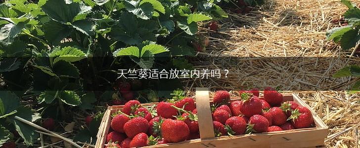 天竺葵适合放室内养吗？,第1张