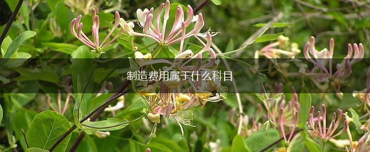 制造费用属于什么科目,第1张