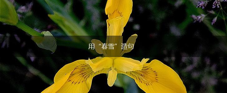 用“春雪”造句,第1张