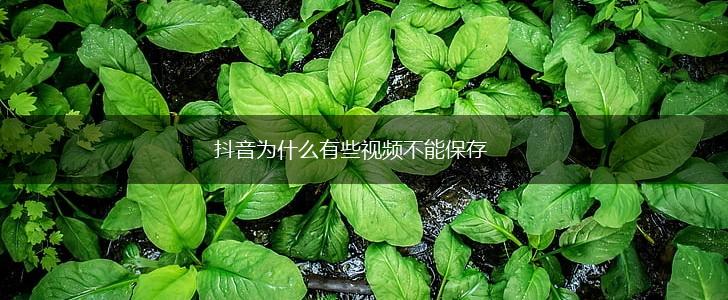 抖音为什么有些视频不能保存,第1张