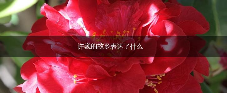 许巍的故乡表达了什么,第1张