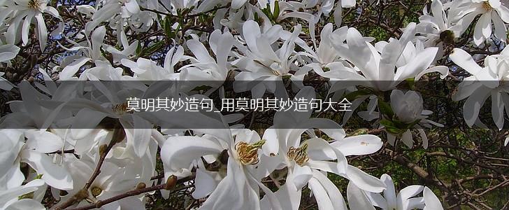 莫明其妙造句_用莫明其妙造句大全,第1张
