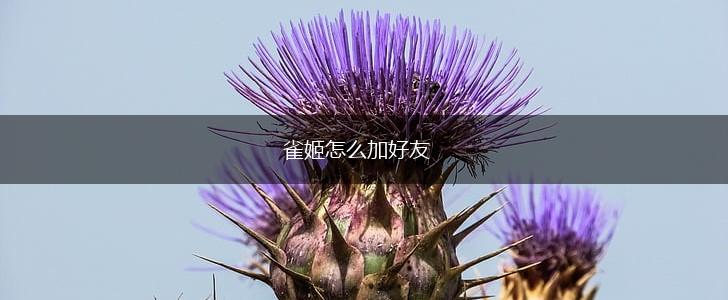 雀姬怎么加好友,第1张