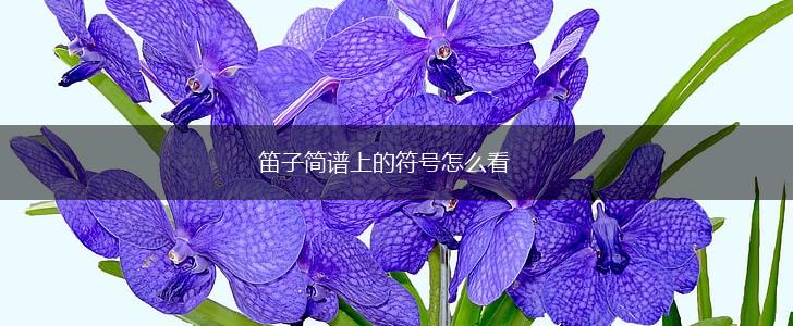 笛子简谱上的符号怎么看,第1张