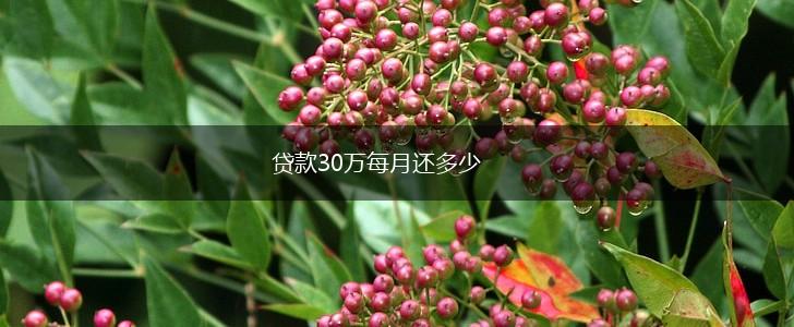 贷款30万每月还多少,第1张